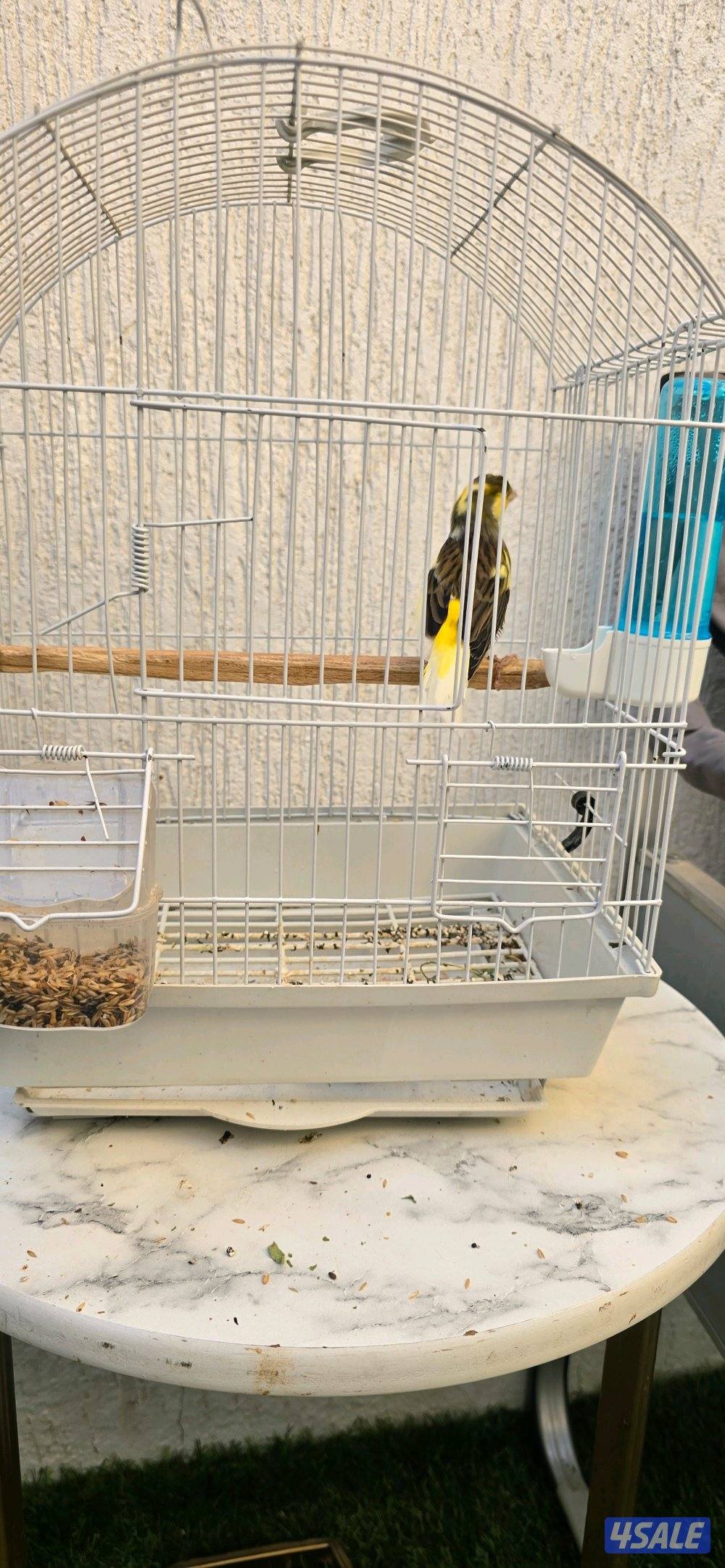 كناري ايراني8