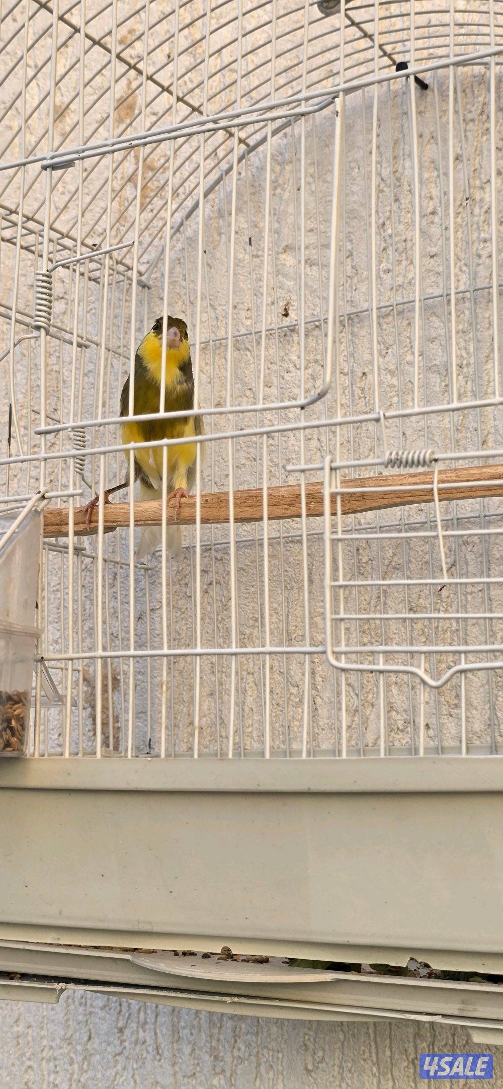 كناري ايراني9