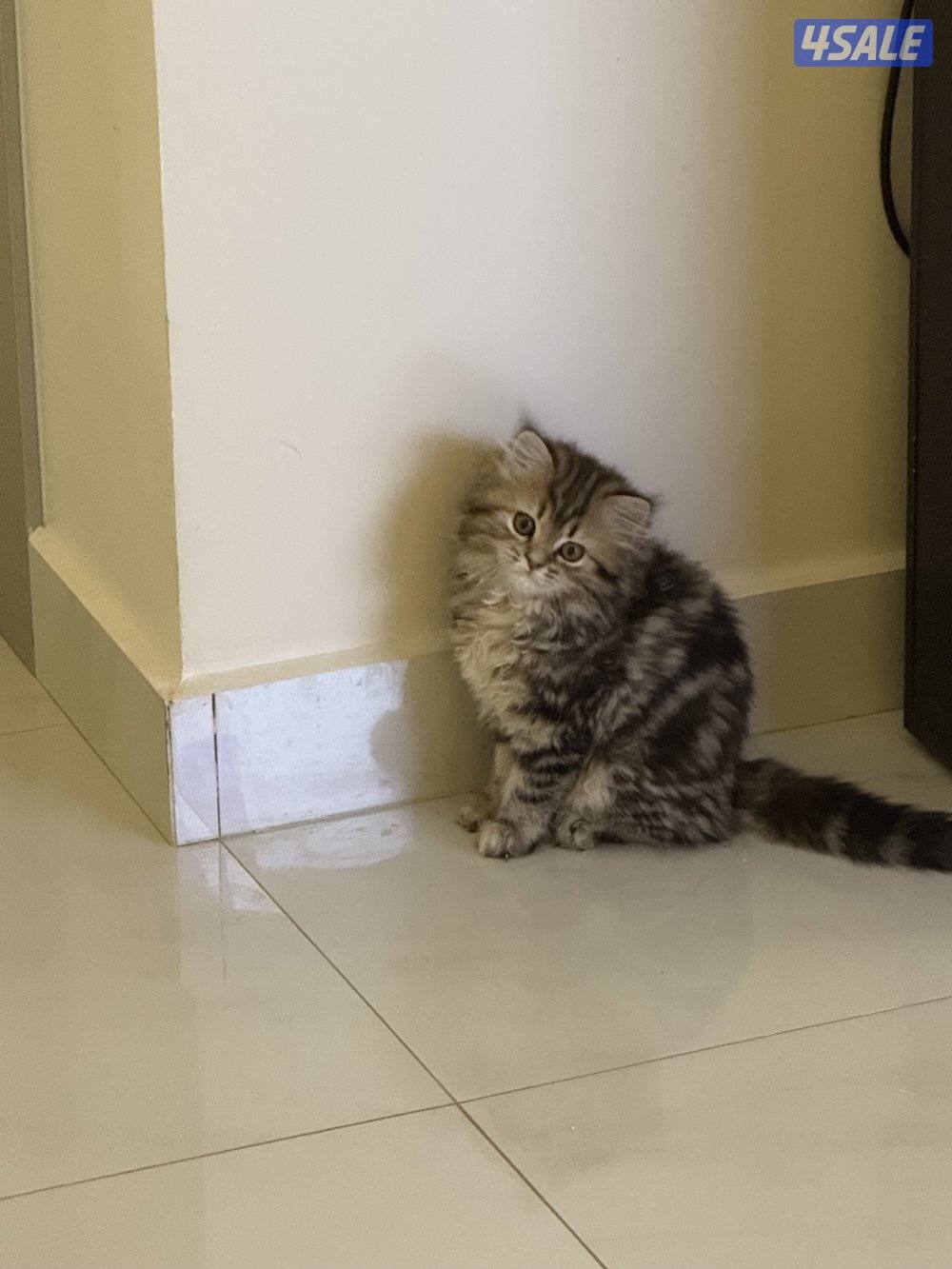 قطوتين للبيع عمرهم ٣ شهور0