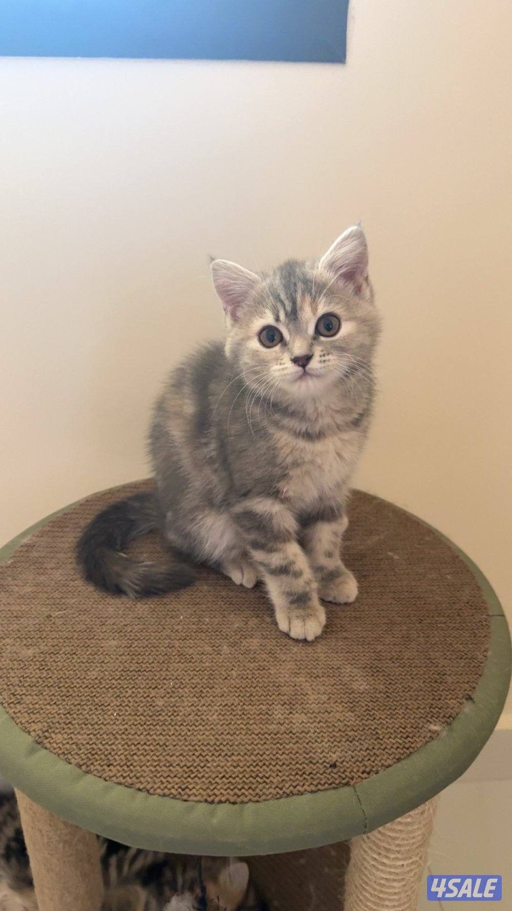 قطوتين للبيع عمرهم ٣ شهور1