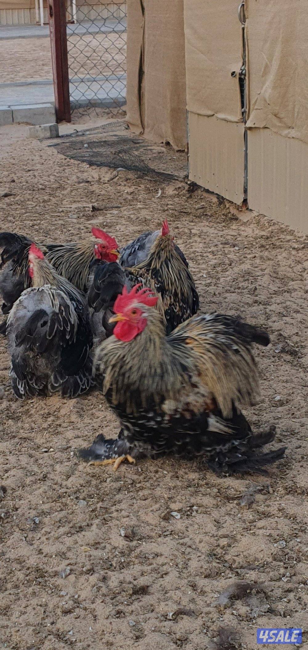 للبيع دياكه كوشن قزم0