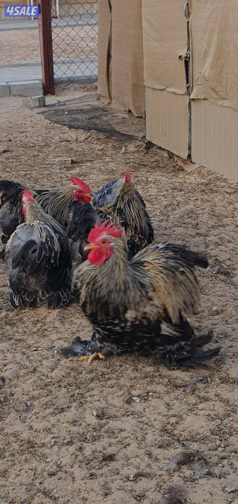 للبيع دياكه كوشن قزم2