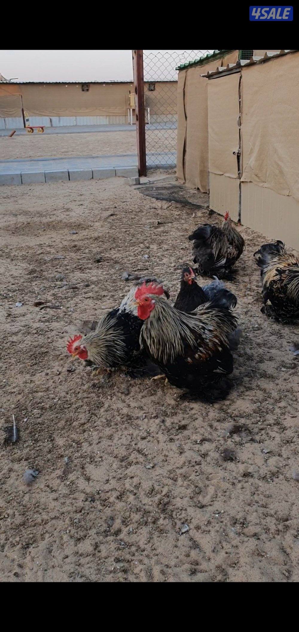 للبيع دياكه كوشن قزم3