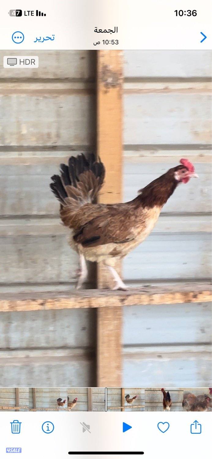 عربي قديم مجموعه10 وديك لون احمر العمر من8 شهور 10شهور مطعم0