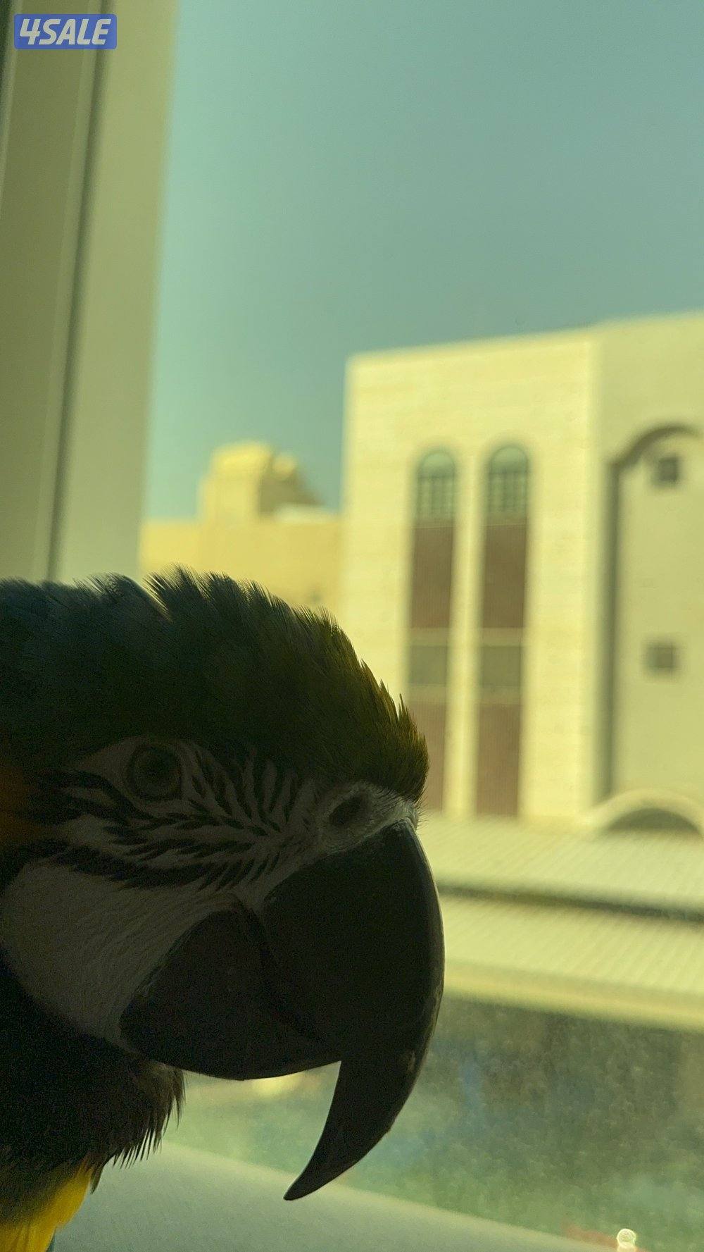 مكاو بلو قولد0