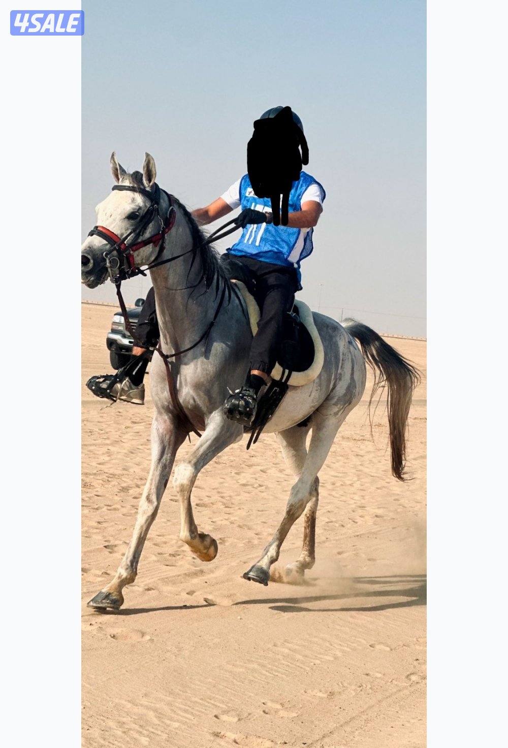 حصان بولش جرم وارتفاع شغال قدرة مواليد 191