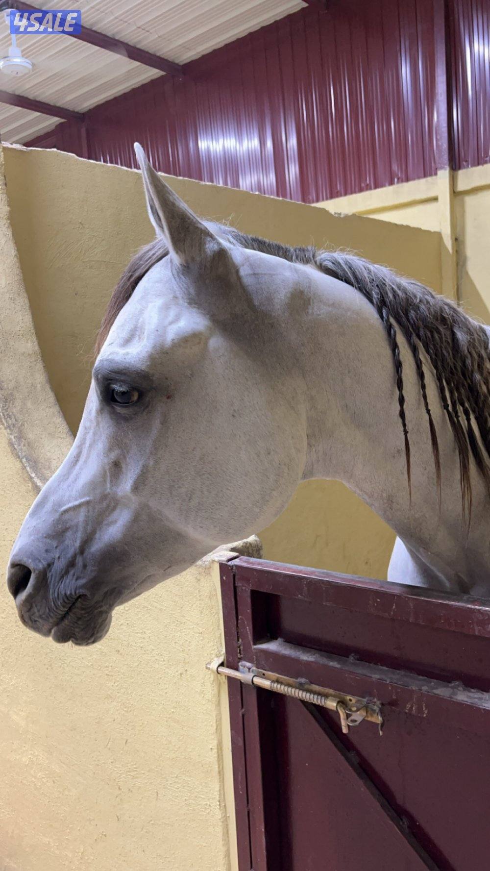 حصان بولش جرم وارتفاع شغال قدرة مواليد 192