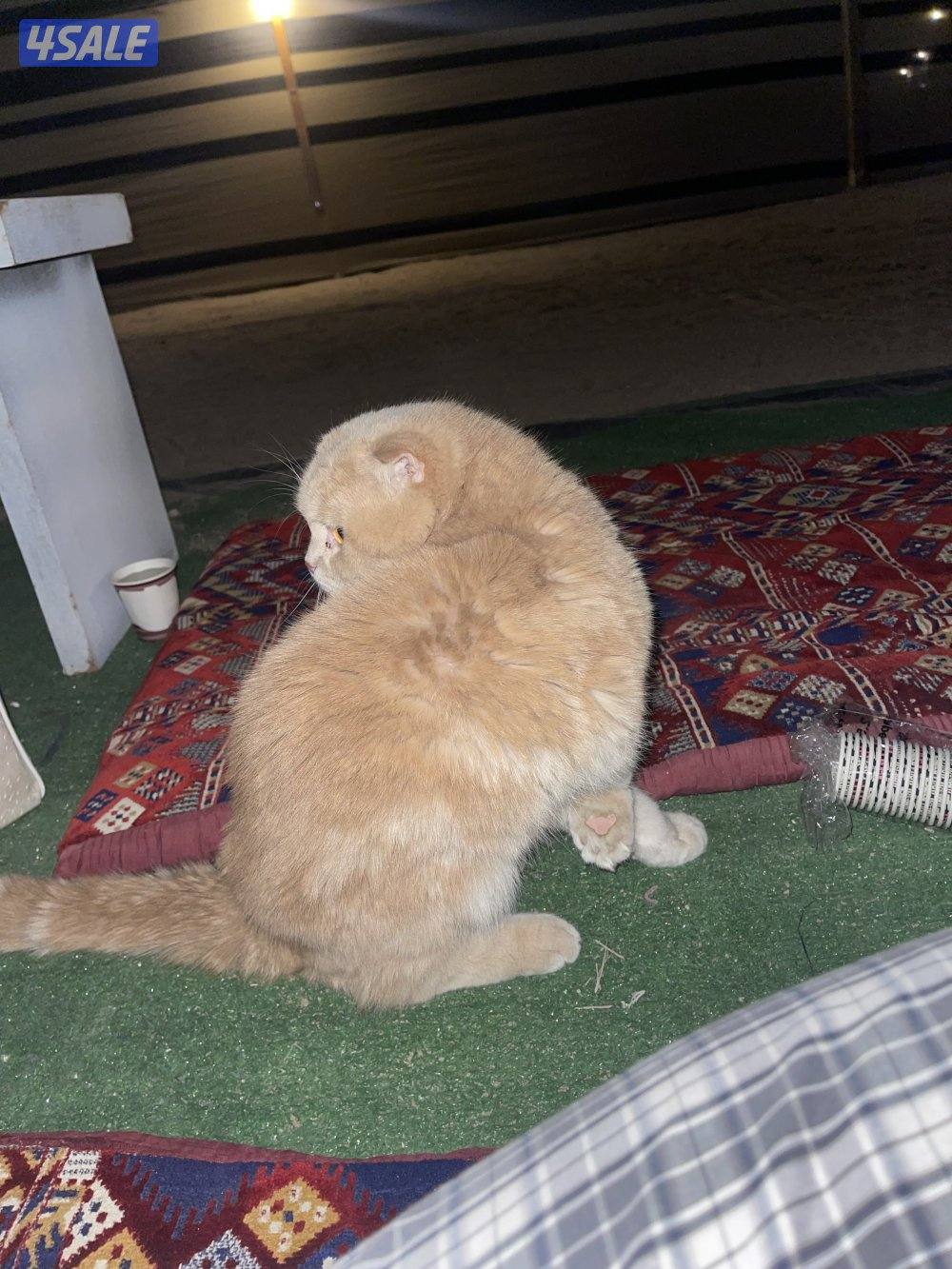 للبيع قطوه بريتش0