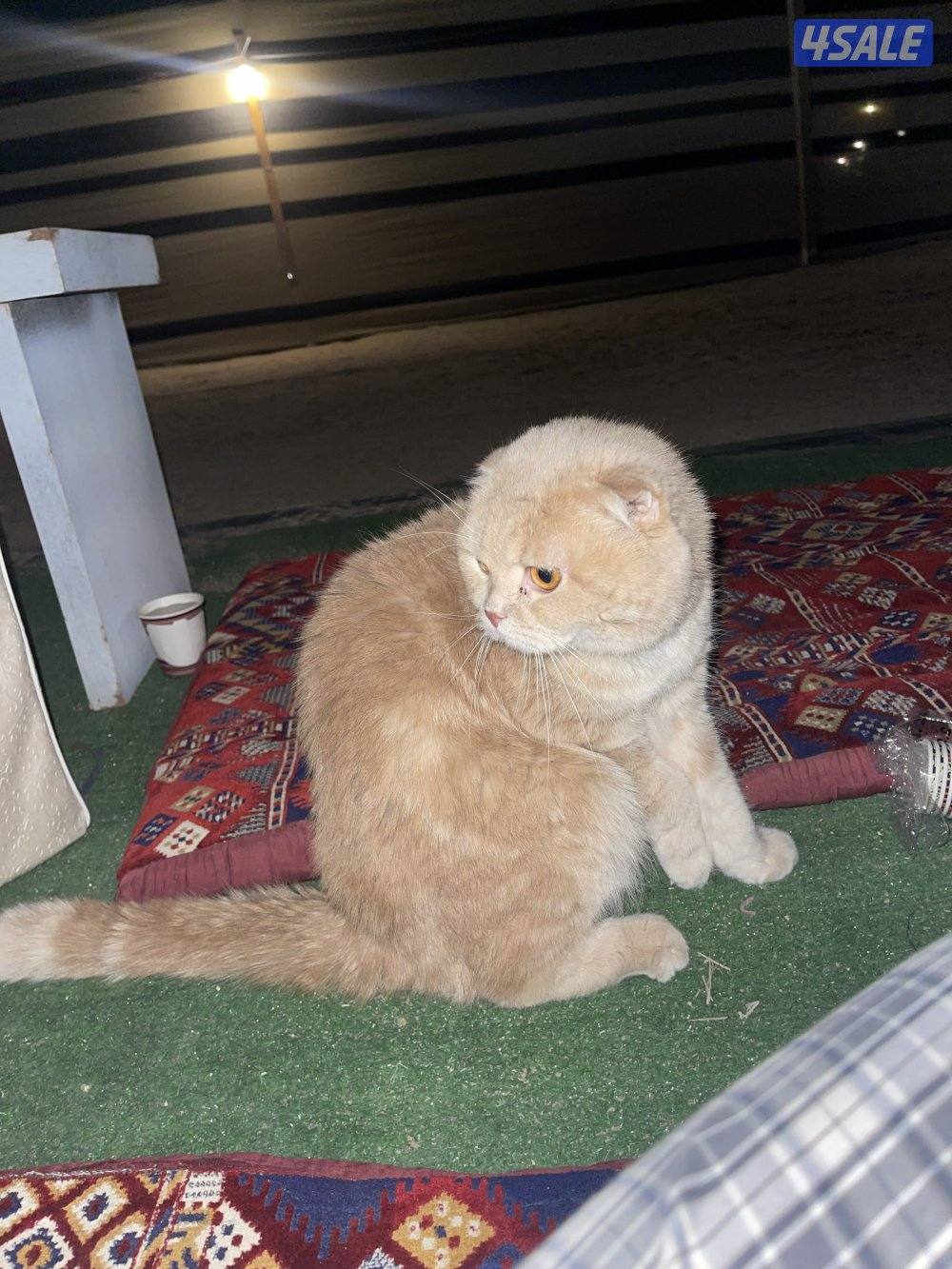 للبيع قطوه بريتش1