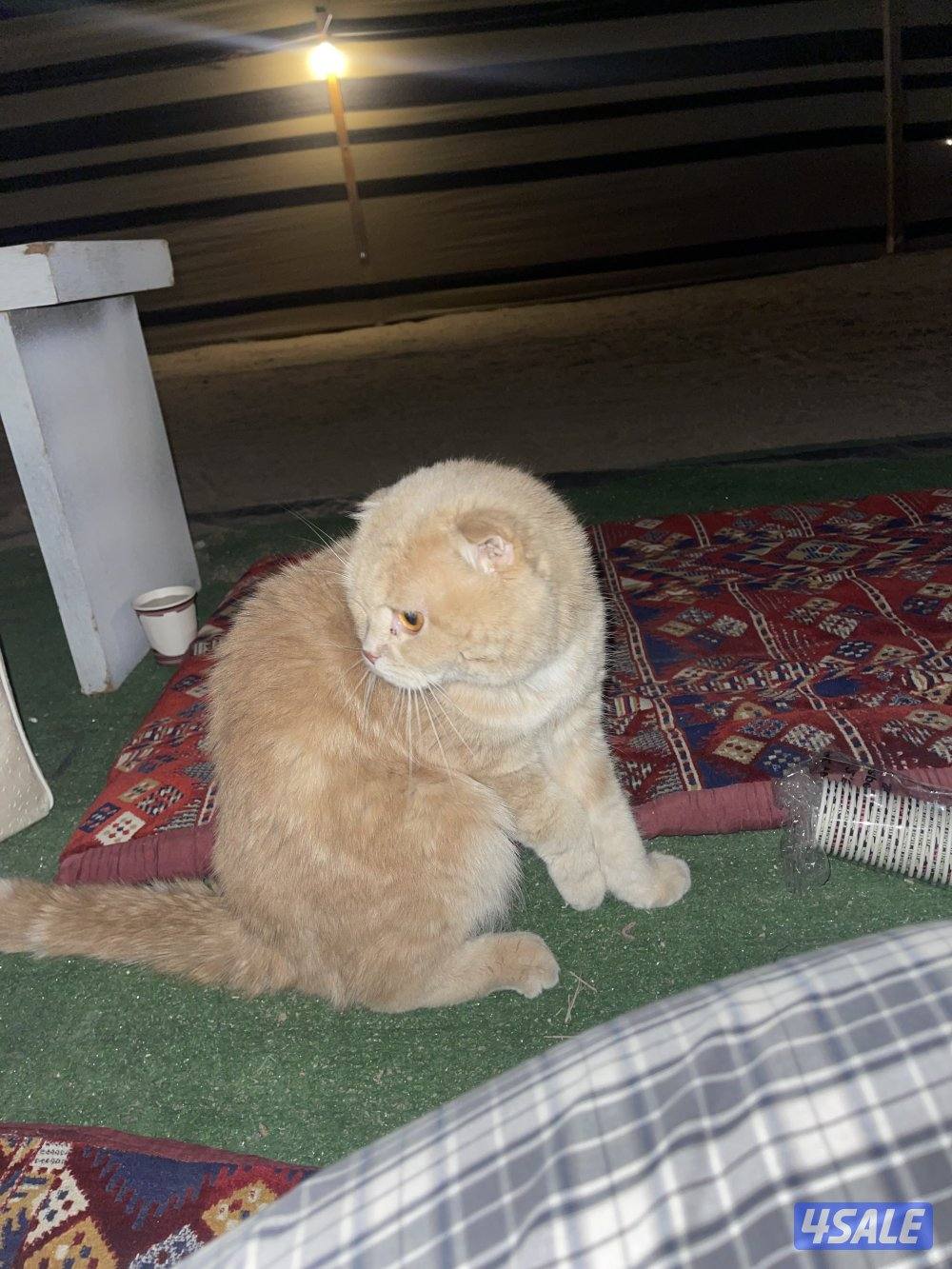 للبيع قطوه بريتش2