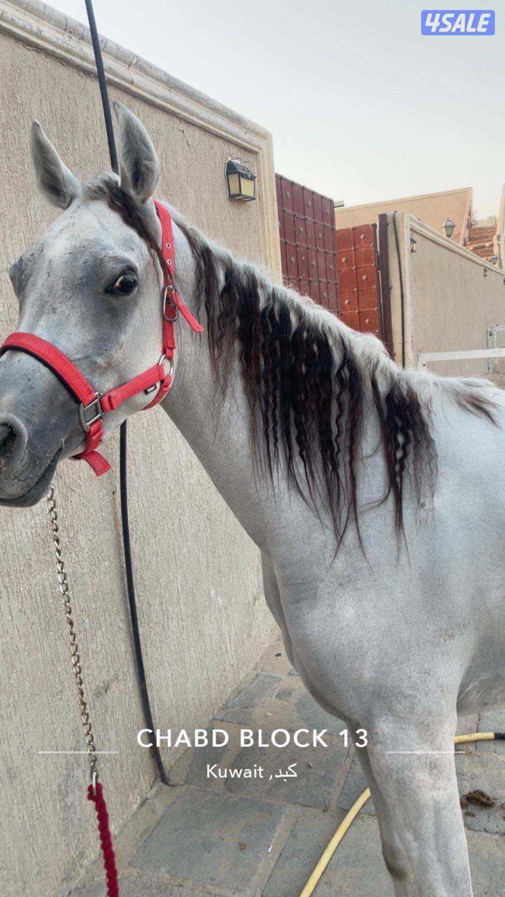 للبيع فرس مصريه1