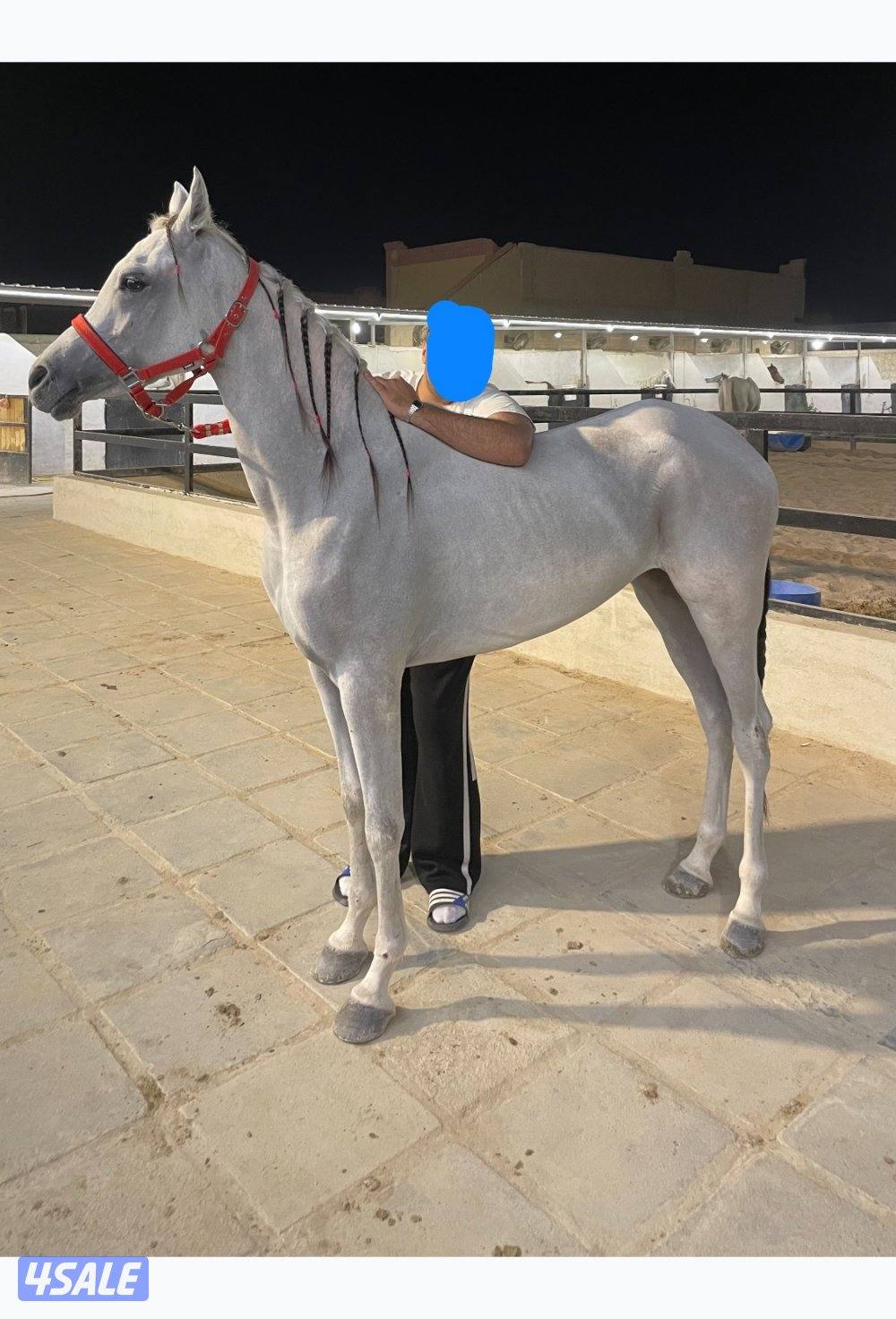 للبيع فرس مصريه2