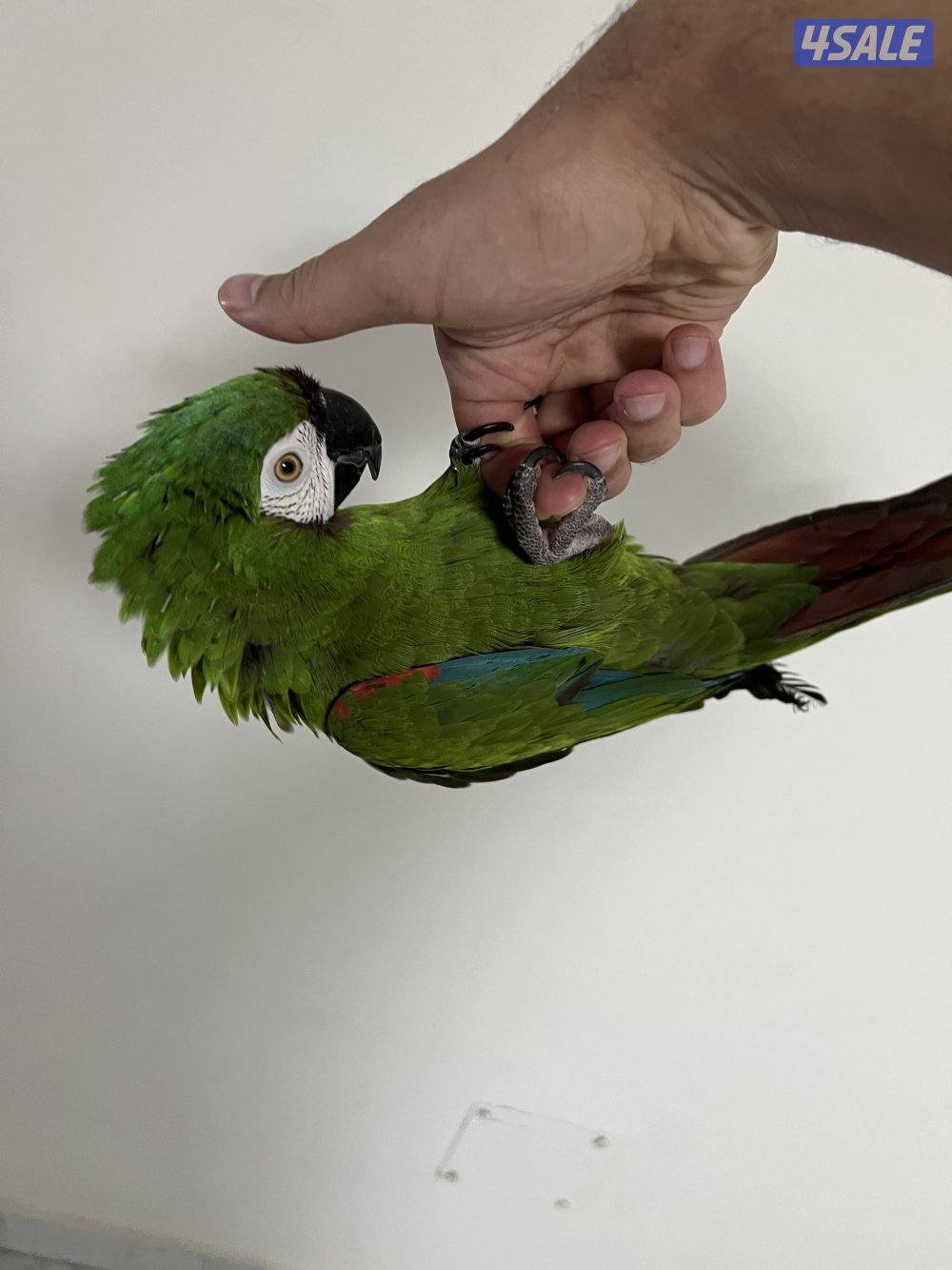 جابر الاحمد1