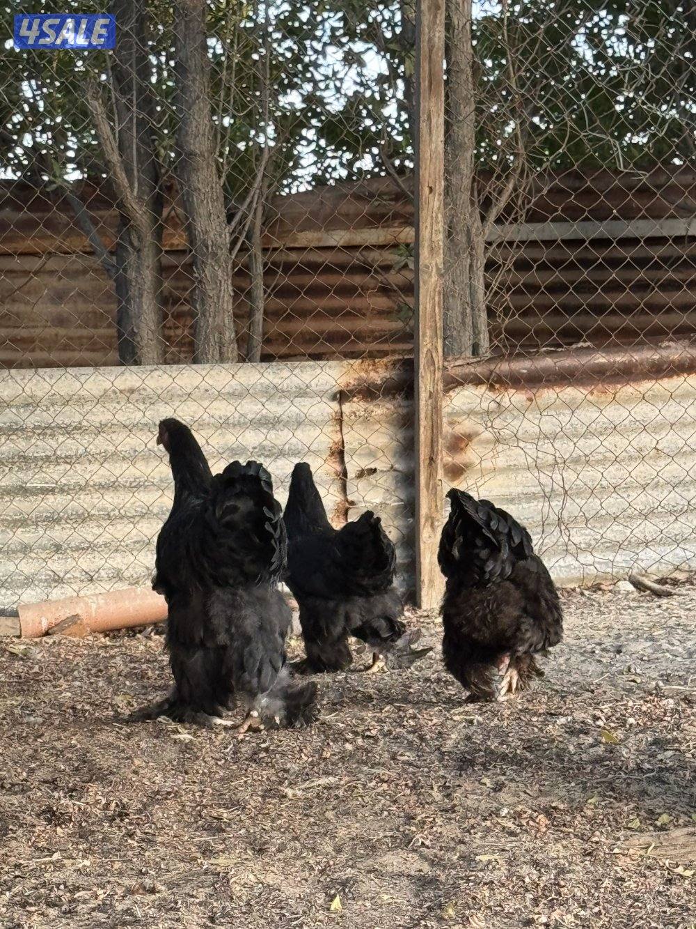 براهما عملاق الاهل خوارج1