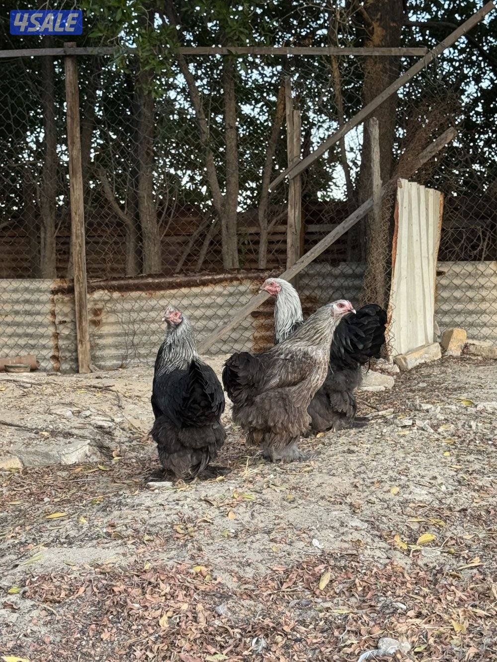 براهما عملاق الاهل خوارج2