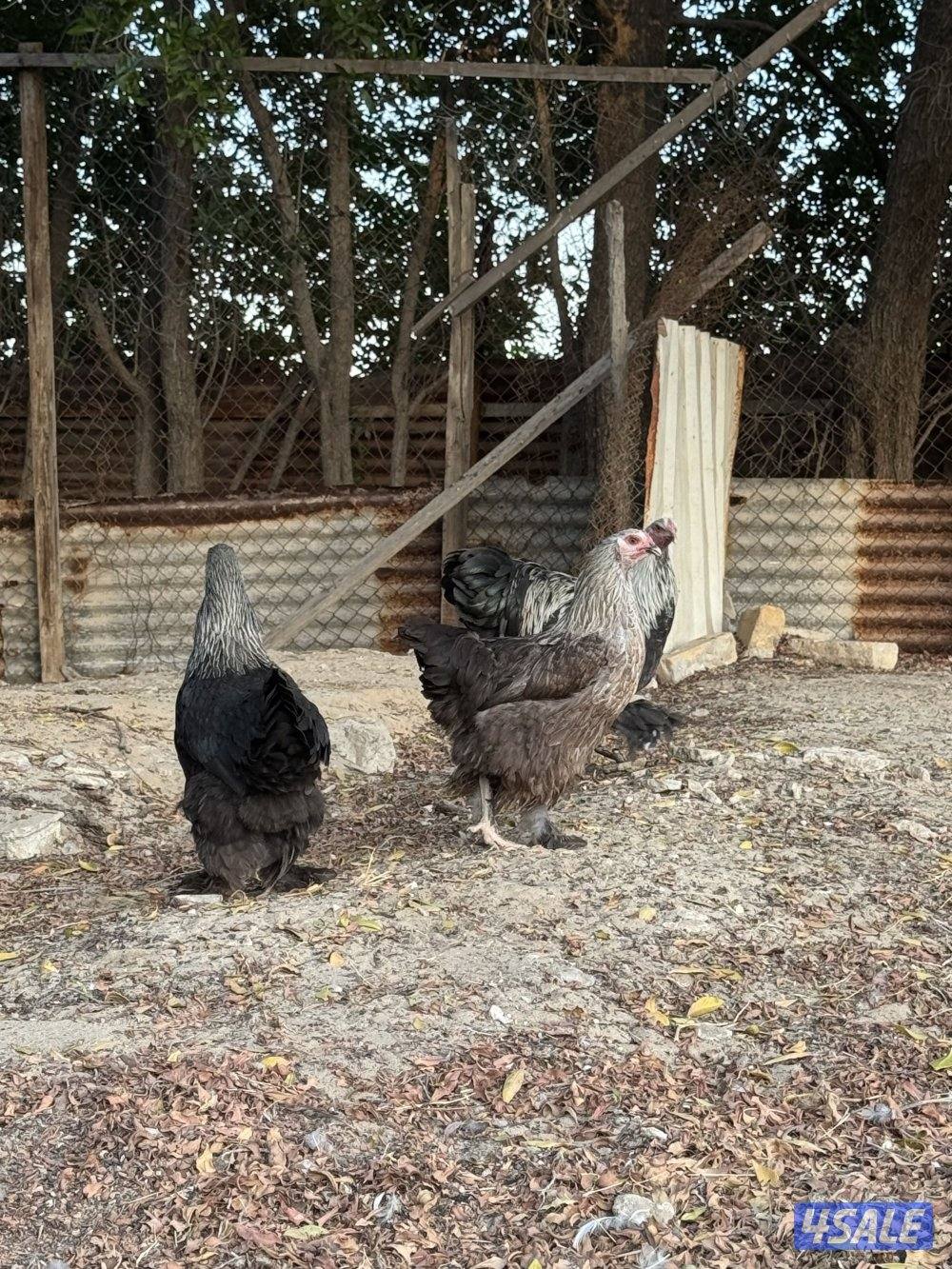 براهما عملاق الاهل خوارج3