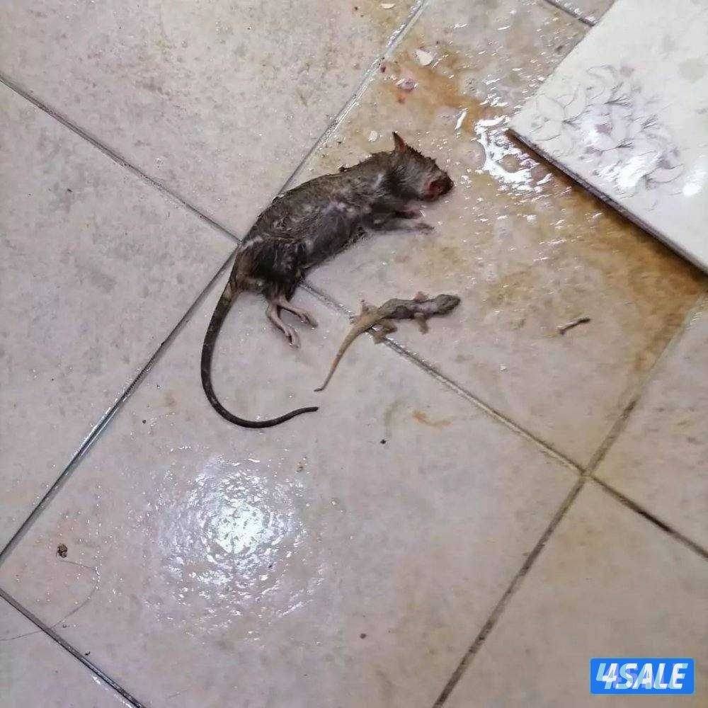 الطاقم الفني لمكافحة الحشرات والقوارض خدمه 24 ساعه اقل الأسعارمع كفاله1