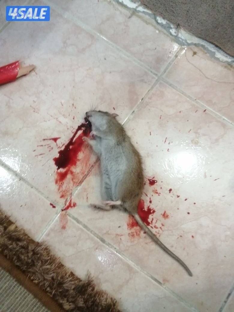 الطاقم الفني لمكافحة الحشرات والقوارض خدمه 24 ساعه اقل الأسعارمع كفاله2