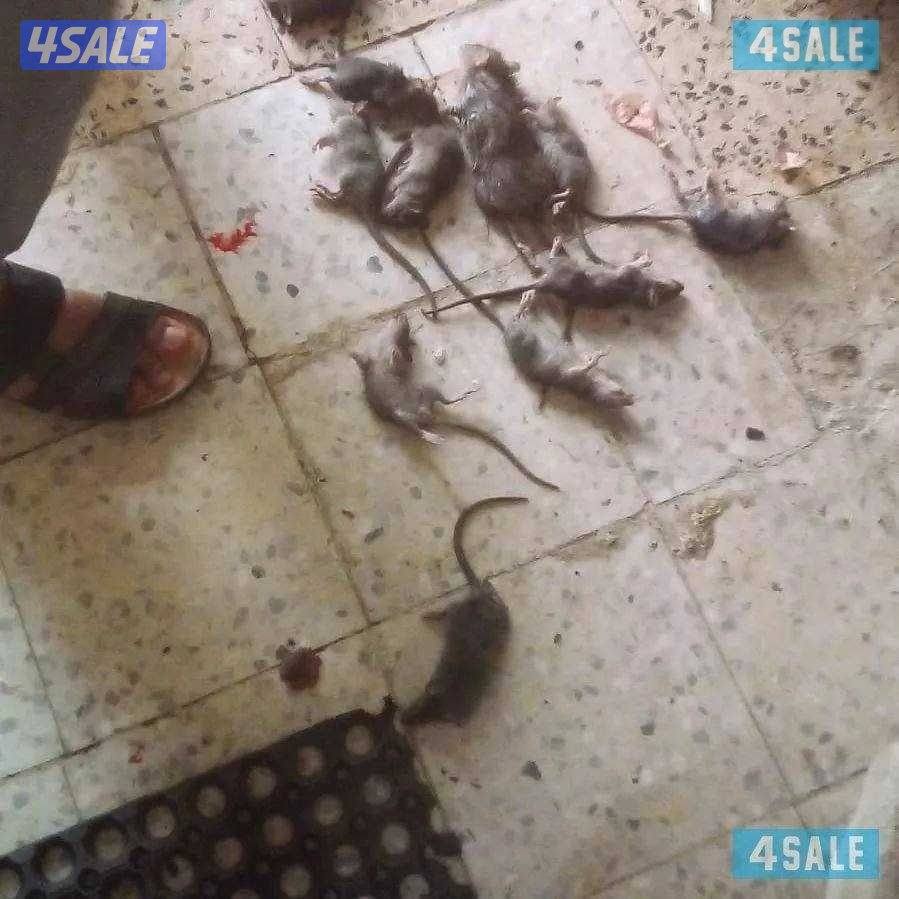 الطاقم الفني لمكافحة الحشرات والقوارض خدمه 24 ساعه اقل الأسعارمع كفاله4