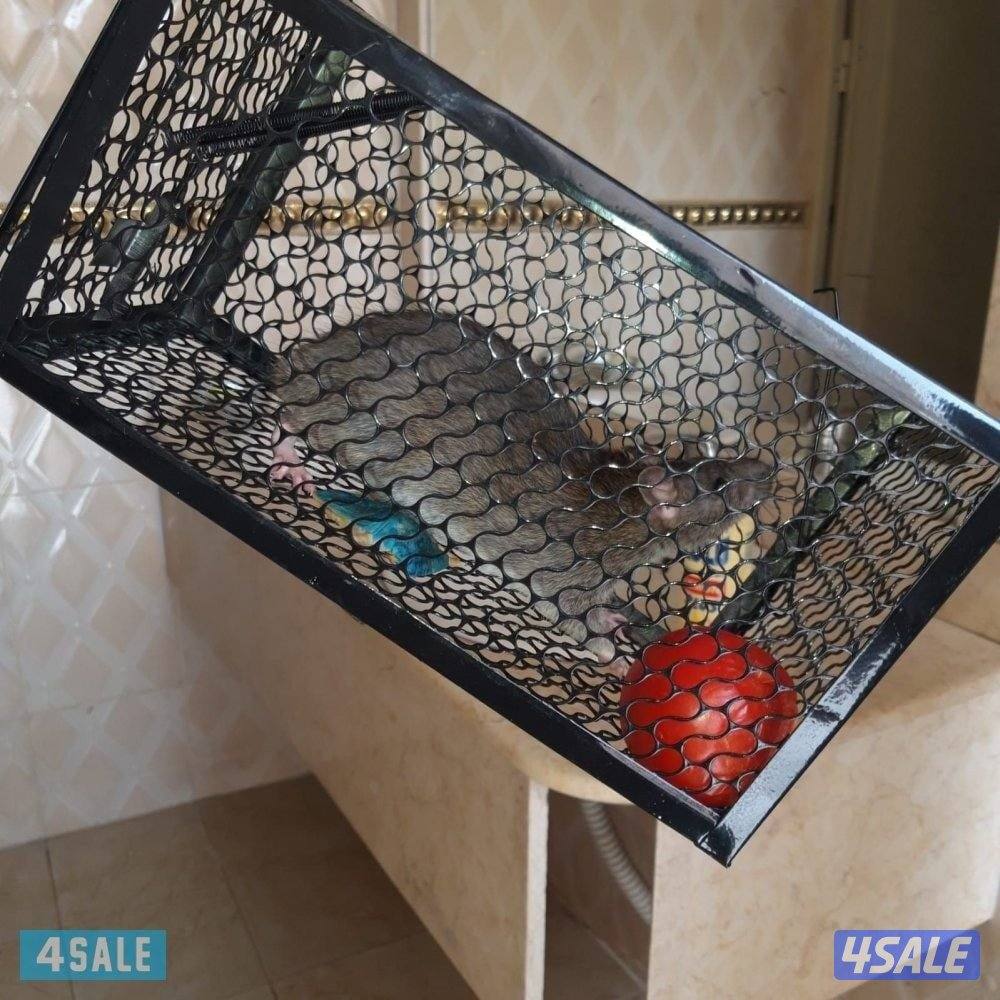 الطاقم الفني لمكافحة الحشرات والقوارض خدمه 24 ساعه اقل الأسعارمع كفاله5