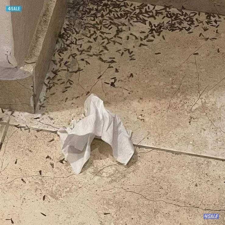 الطاقم الفني لمكافحة الحشرات والقوارض خدمه 24 ساعه اقل الأسعارمع كفاله6