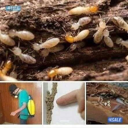 الطاقم الفني لمكافحة الحشرات والقوارض خدمه 24 ساعه اقل الأسعارمع كفاله8