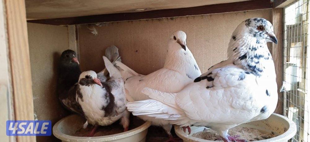للبيع ازواج لاحم حمام فرنسي الشركه و تراكيب1