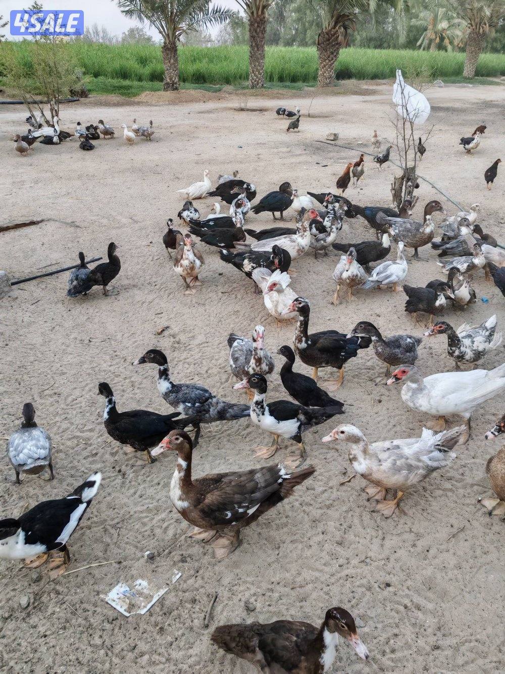 بط مصري مسكوفي0