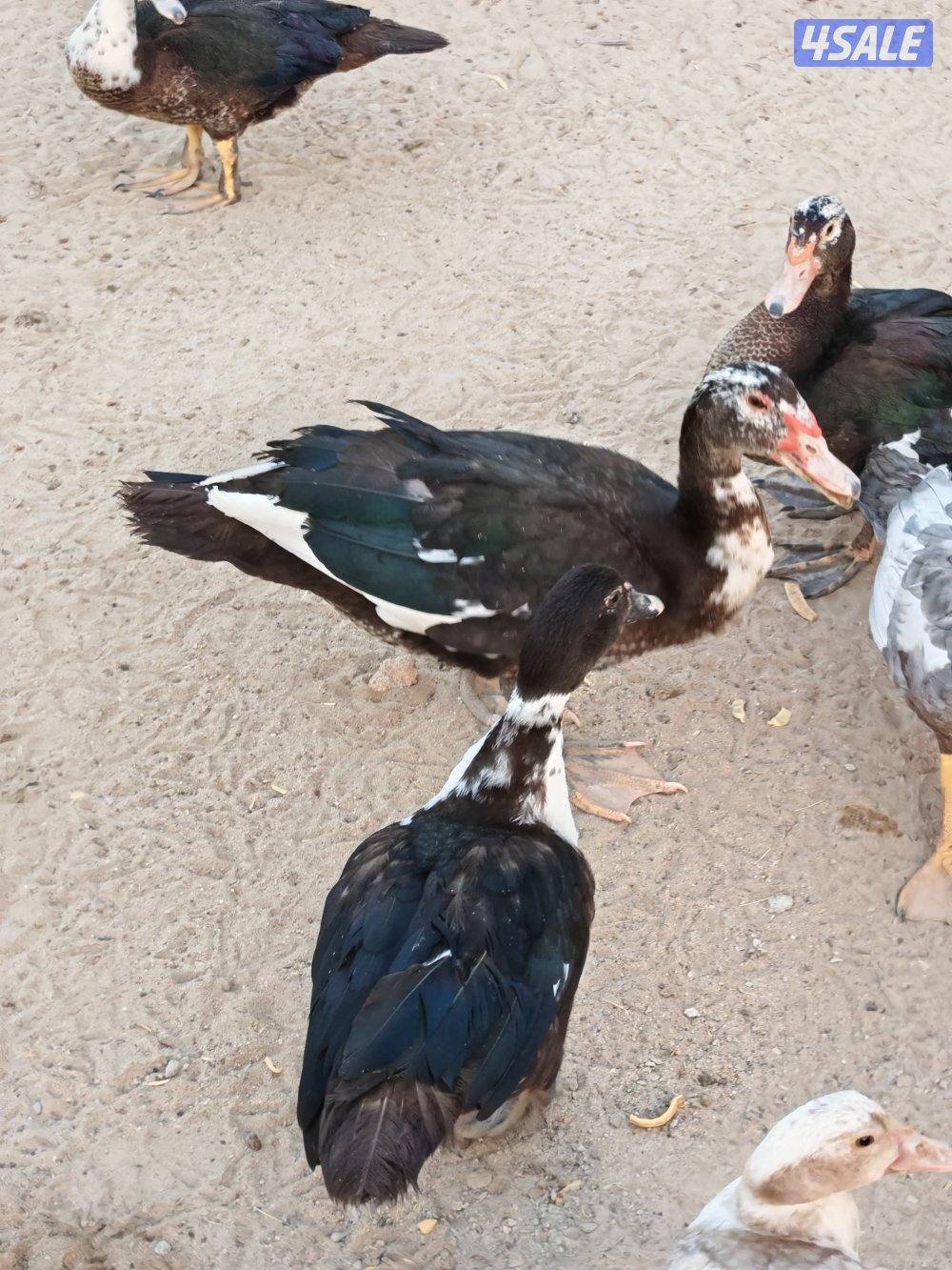 بط مصري مسكوفي1