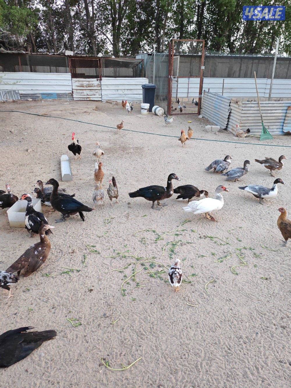 بط مصري مسكوفي2