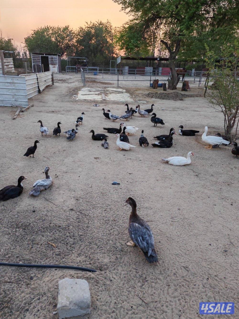 بط مصري مسكوفي3