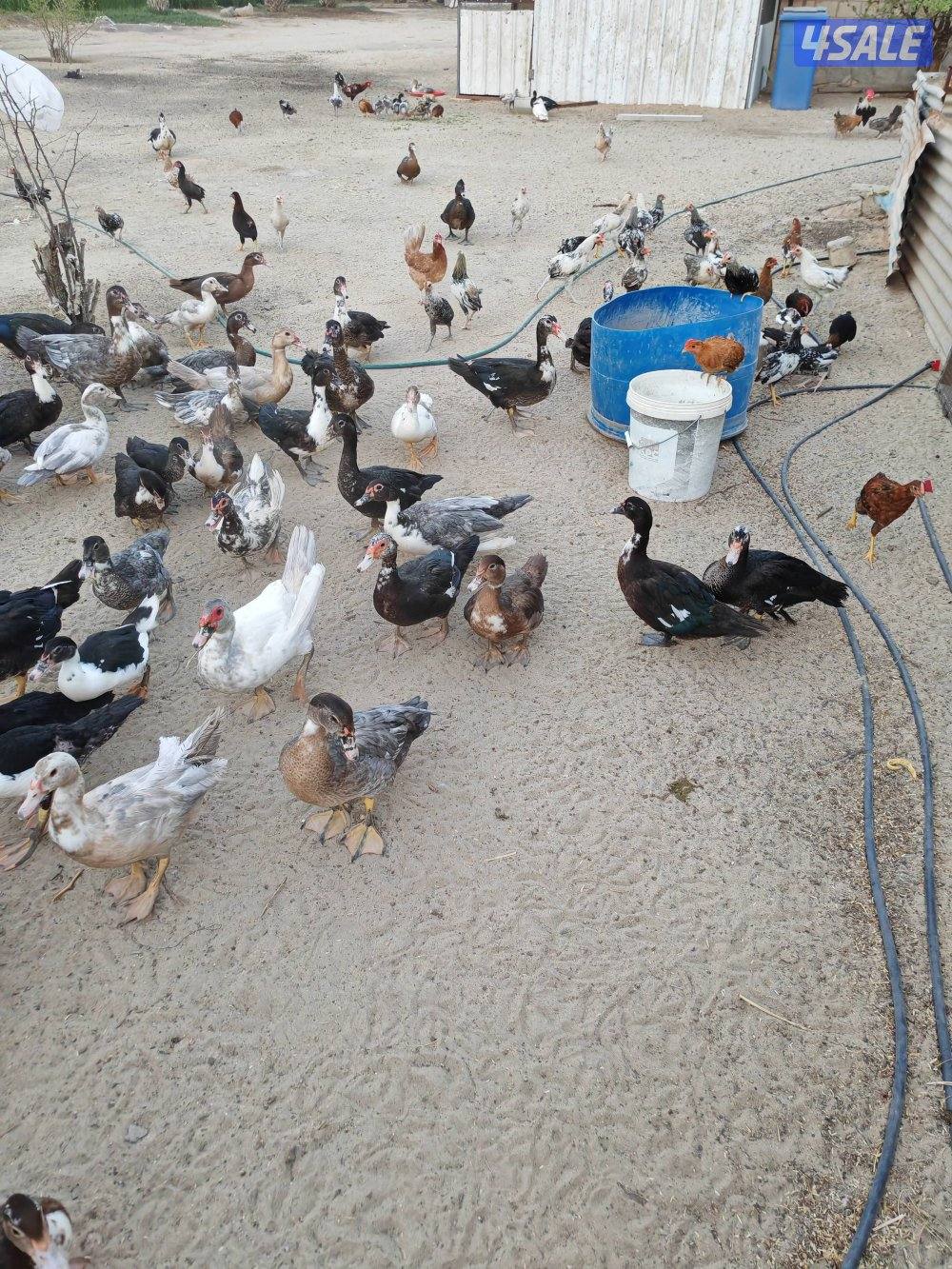 بط مصري مسكوفي4