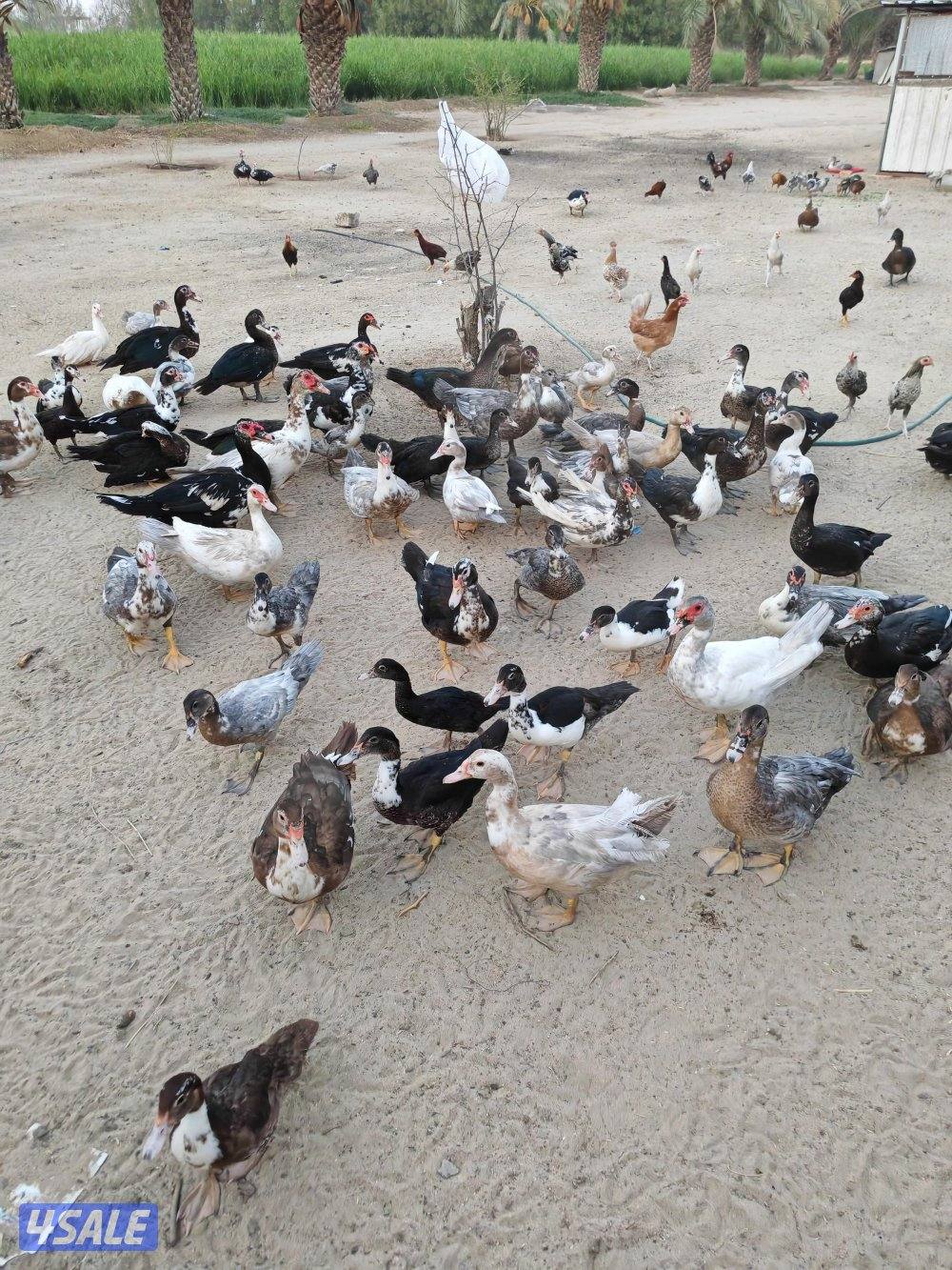 بط مصري مسكوفي5