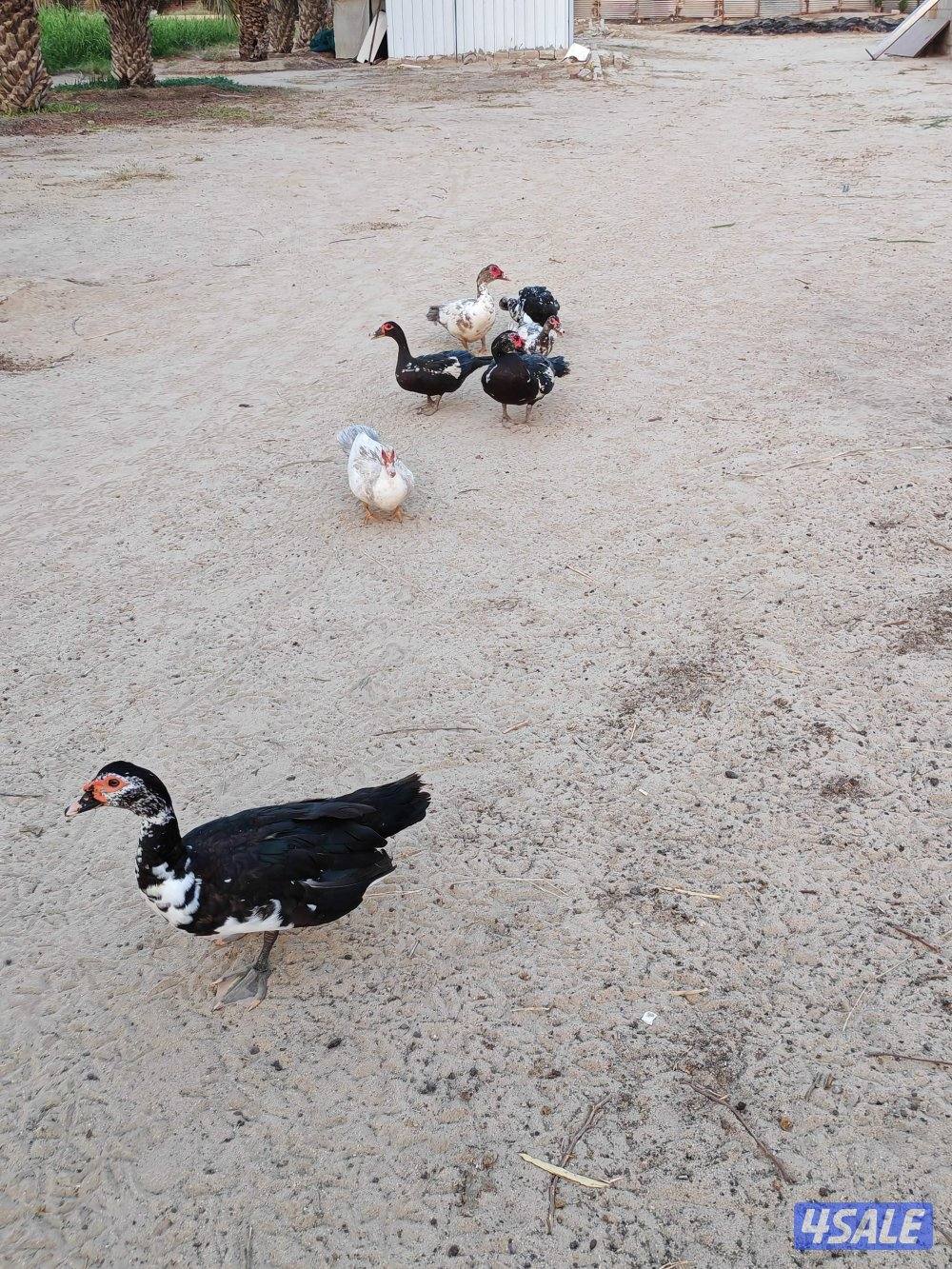 بط مصري مسكوفي6