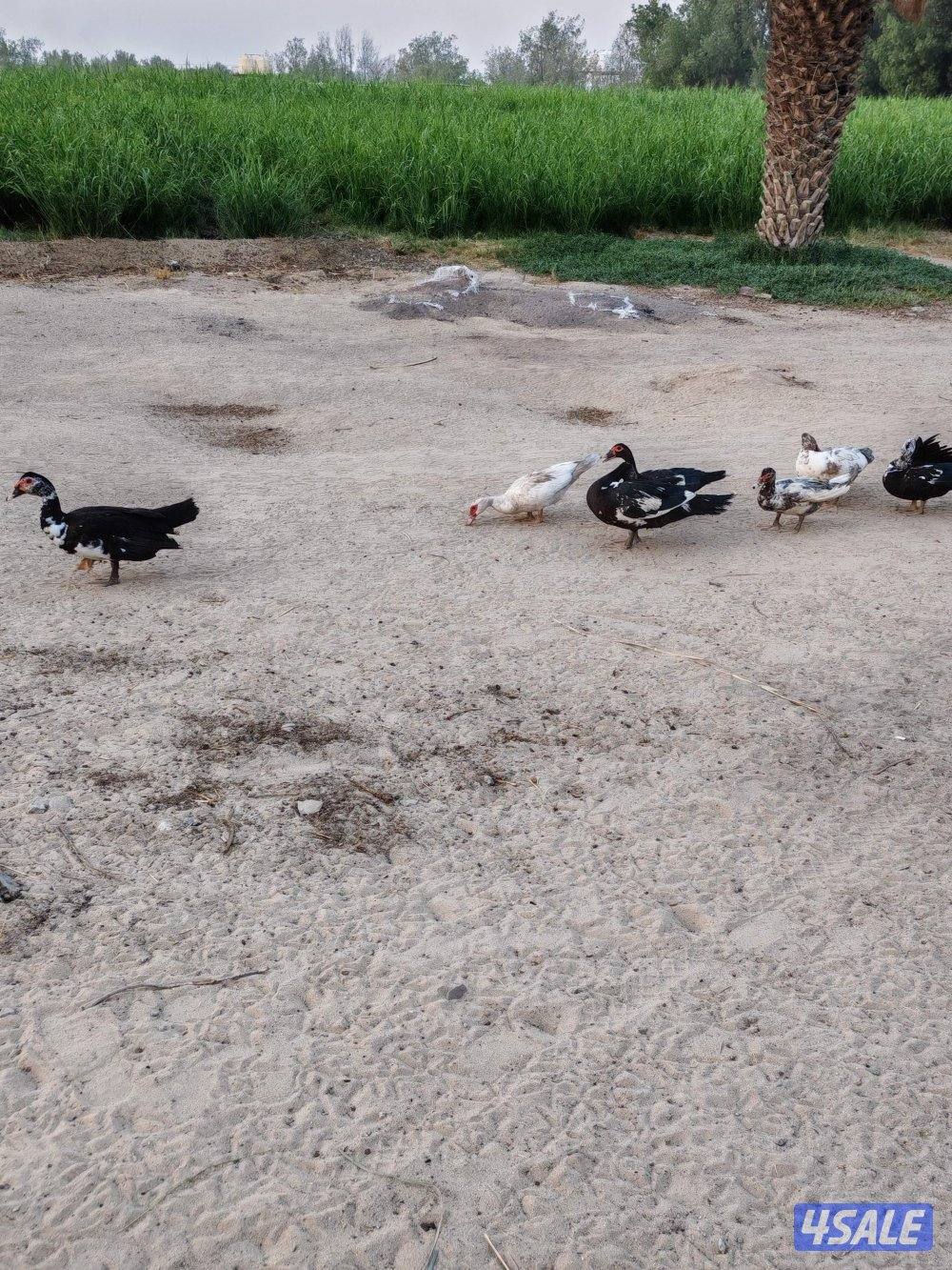 بط مصري مسكوفي7