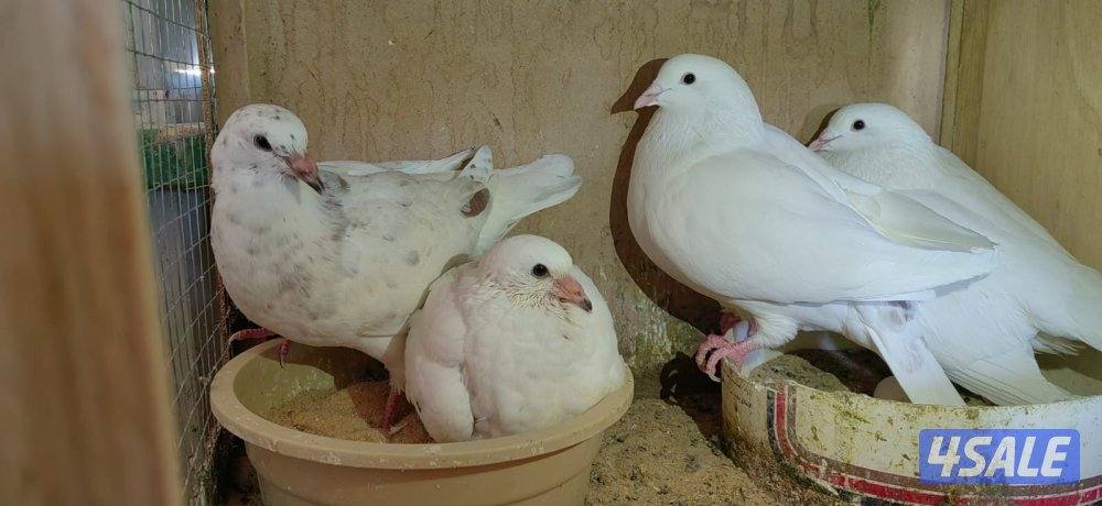 للبيع ازواج لاحم حمام فرنسي الشركه و تراكيب0