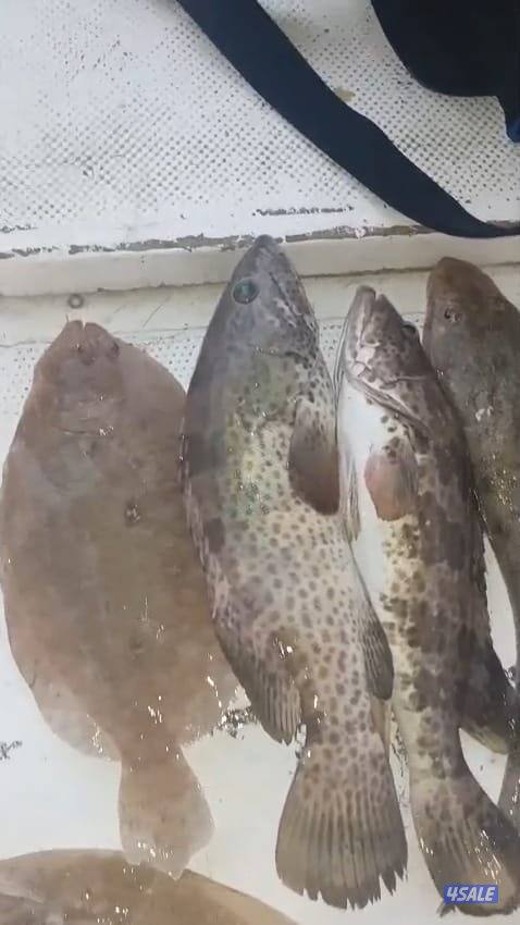 تاجير طراد حداق و نزهة ايجار طراد رحلات بحرية12