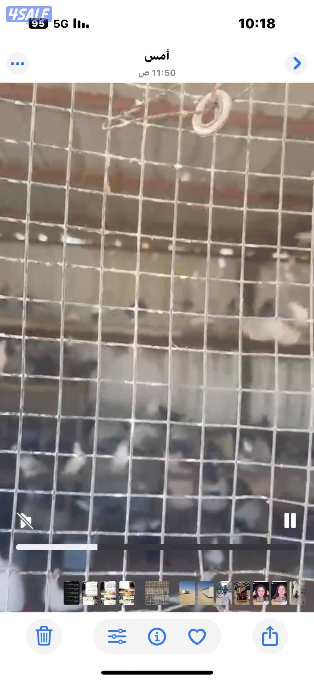 للبيع طيور زاجل ولوت جمله على 20