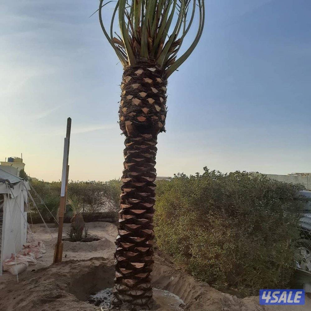 اهوازي للنخیل تنظیف للنخیل بیع شراء النخیل تلقیح نخیل صیانه سنویه0