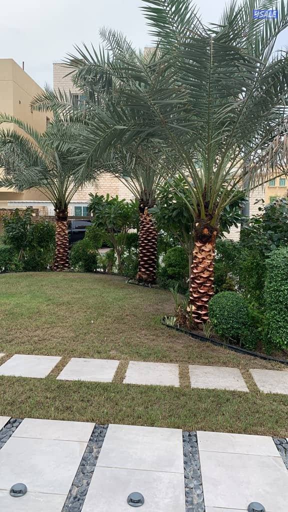 اهوازي للنخیل تنظیف للنخیل بیع شراء النخیل تلقیح نخیل صیانه سنویه1