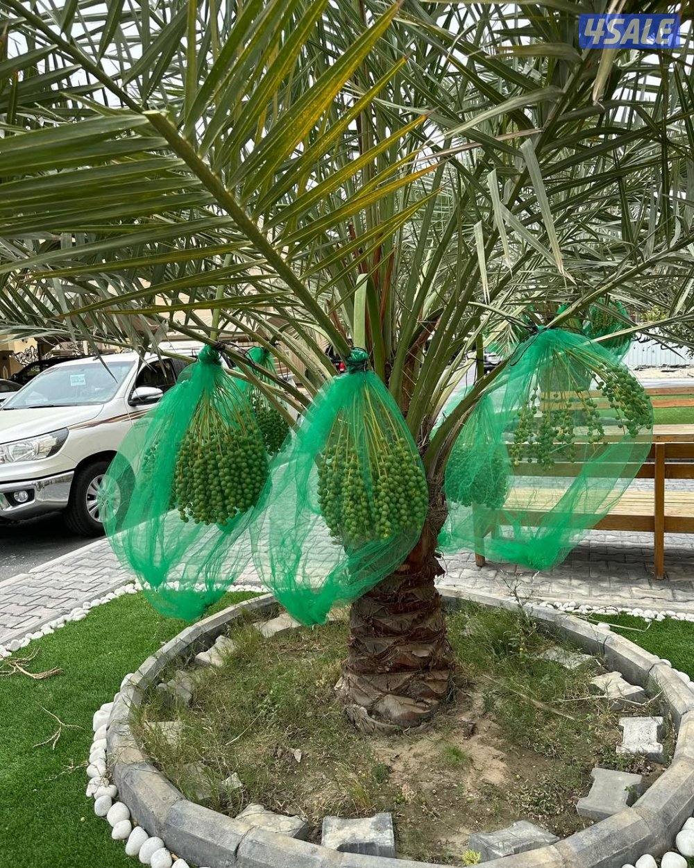 اهوازي للنخیل تنظیف للنخیل بیع شراء النخیل تلقیح نخیل صیانه سنویه2