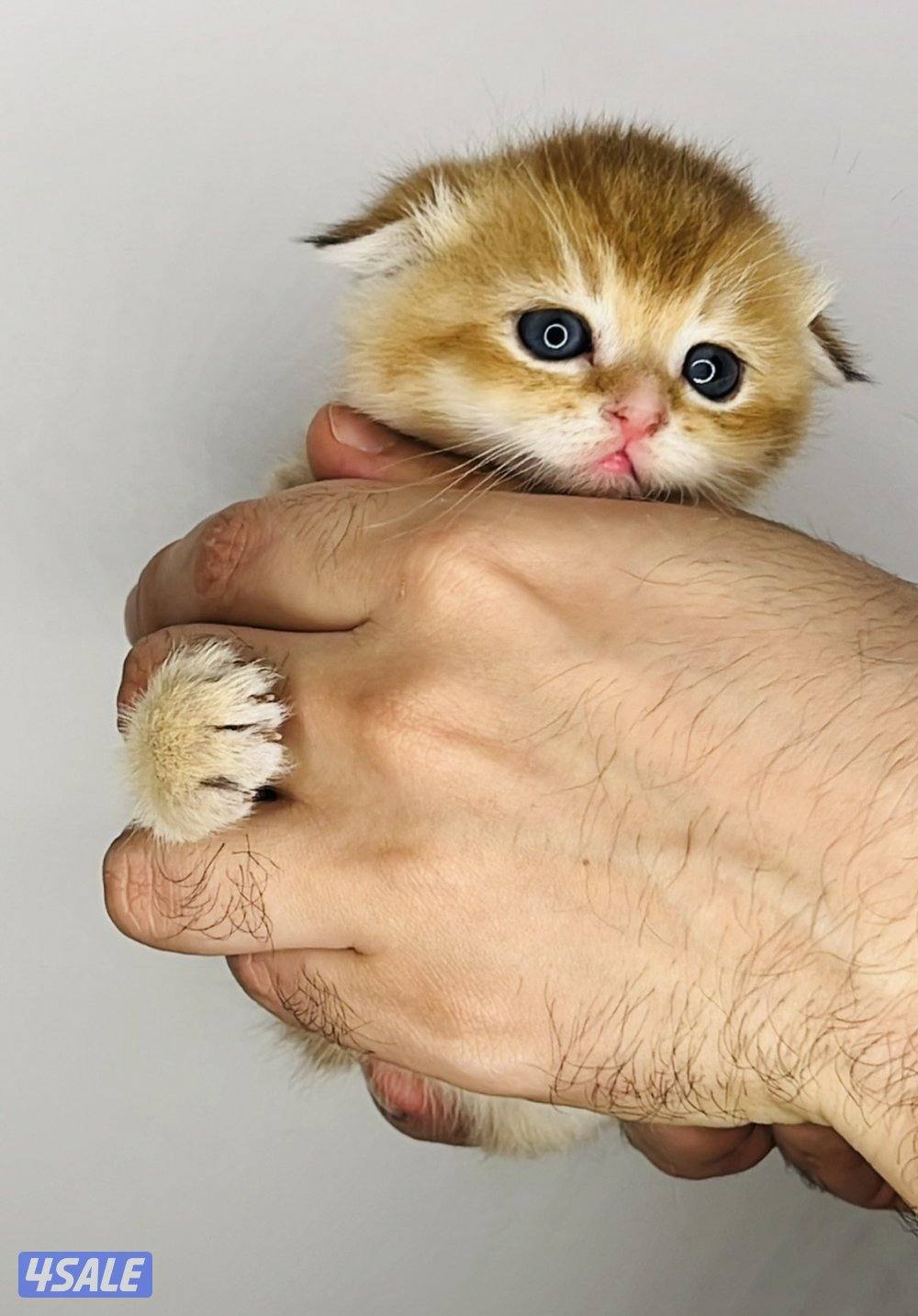 سكوتش شورت هير ،،،اقزام،،،التوصيل خلال ساعه ،،، بيووووور3