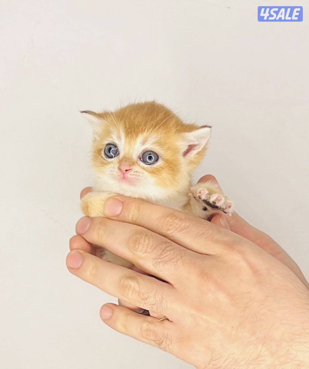 سكوتش شورت هير ،،،اقزام،،،التوصيل خلال ساعه ،،، بيووووور4