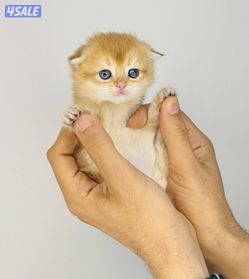 سكوتش شورت هير ،،،اقزام،،،التوصيل خلال ساعه ،،، بيووووور2