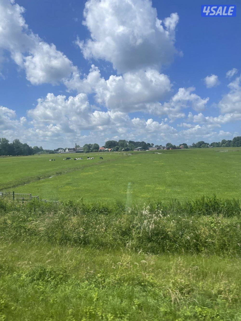 مطلوب قطط بنغال للتبني0