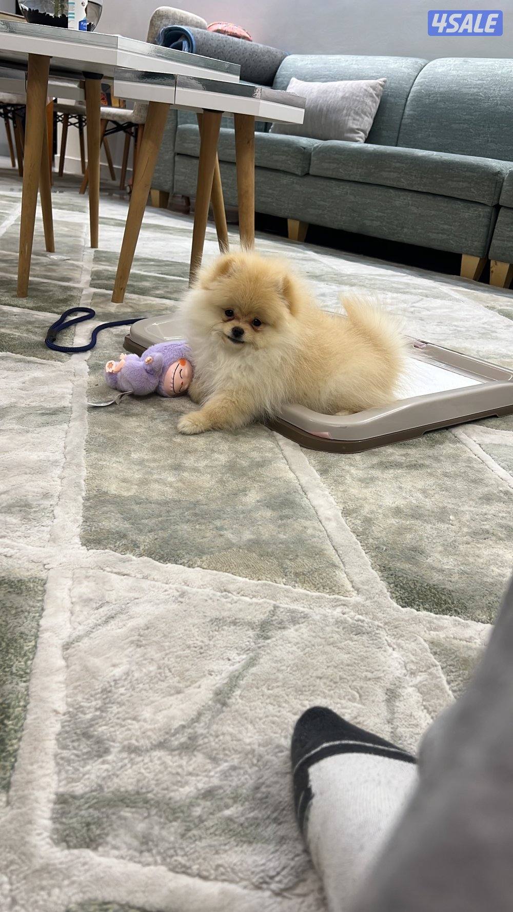 للبيع بومرينيان تيدي بير تي كب (بيور) هاي كوالتي1