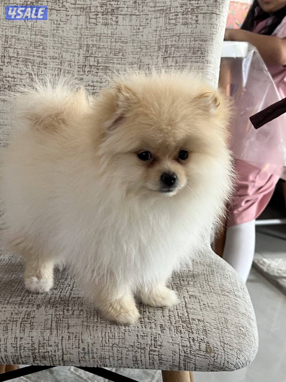 للبيع بومرينيان تيدي بير تي كب (بيور) هاي كوالتي2