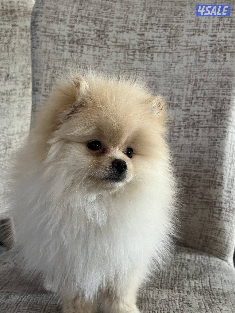 للبيع بومرينيان تيدي بير تي كب (بيور) هاي كوالتي3