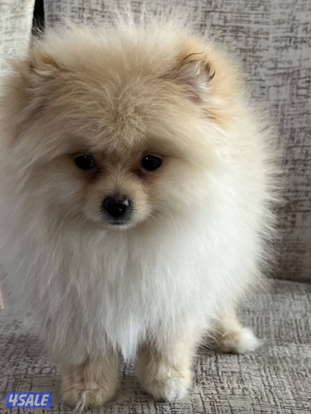 للبيع بومرينيان تيدي بير تي كب (بيور) هاي كوالتي4