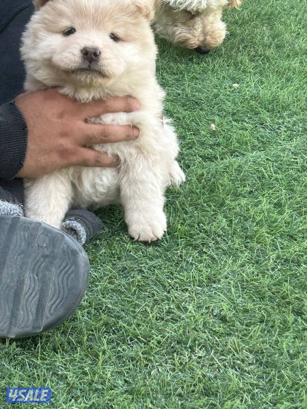 للبيع جوجو نثية العمر شهرين0